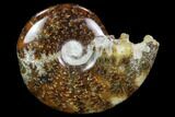 Polished, Agatized Ammonite (Cleoniceras) - Madagascar #97329-1